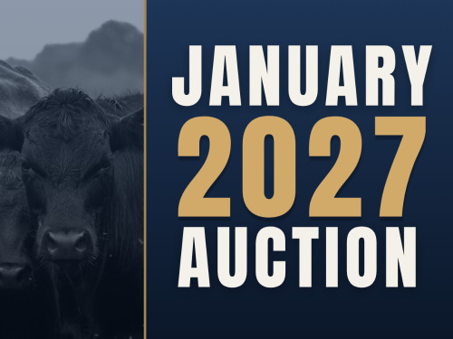 January Video Auction