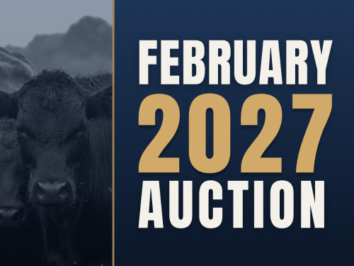 February Video Auction