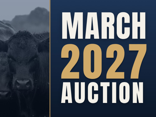 March Video Auction