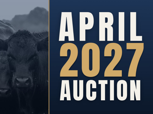 April Video Auction