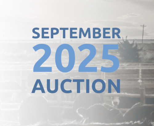 September DairyX, Holstein and Native Auction