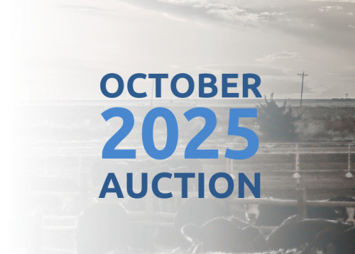 October DairyX, Holstein and Native Auction