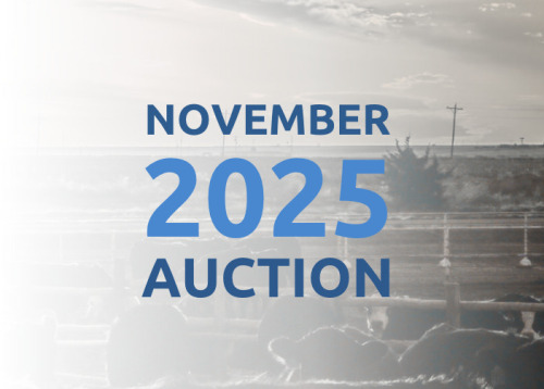 November DairyX, Holstein and Native Auction - 10,750 Head