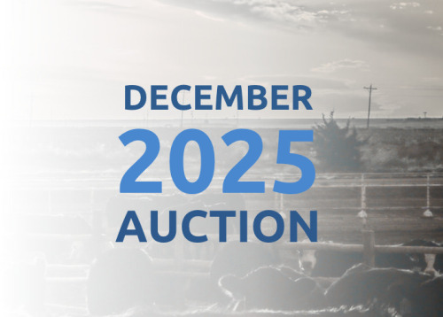 December DairyX, Holstein and Native Auction - 12,250 Head