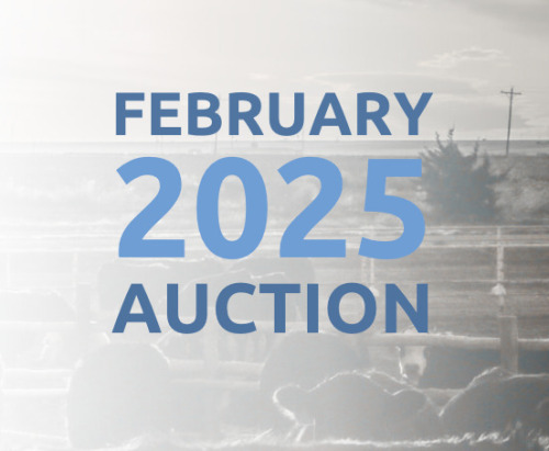 February DairyX, Holstein and Native Auction