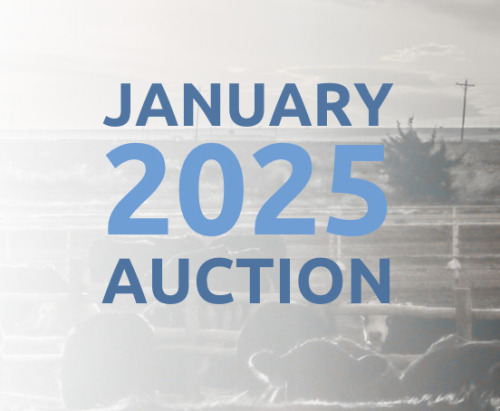 January DairyX, Holstein and Native Auction