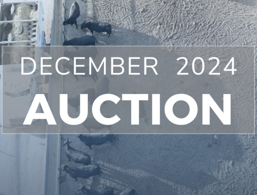 December DairyX, Holstein and Native Auction