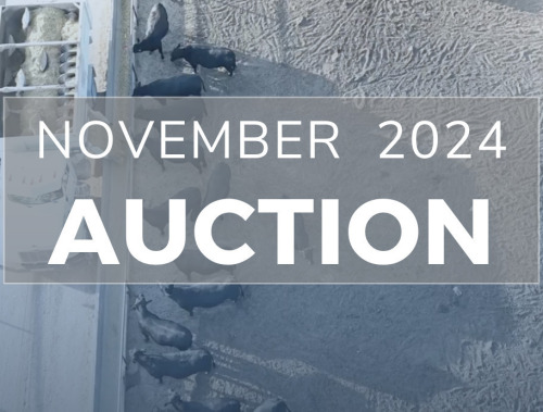 November DairyX, Holstein and Native Auction