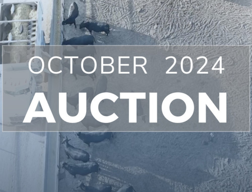 October DairyX, Holstein and Native Auction