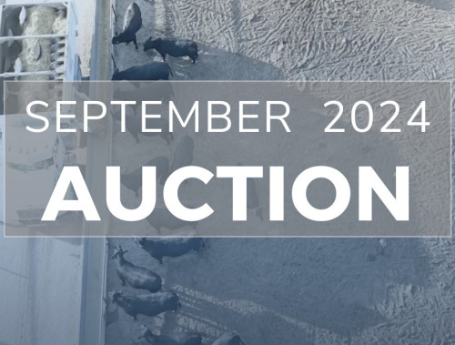 September DairyX, Holstein and Native Auction