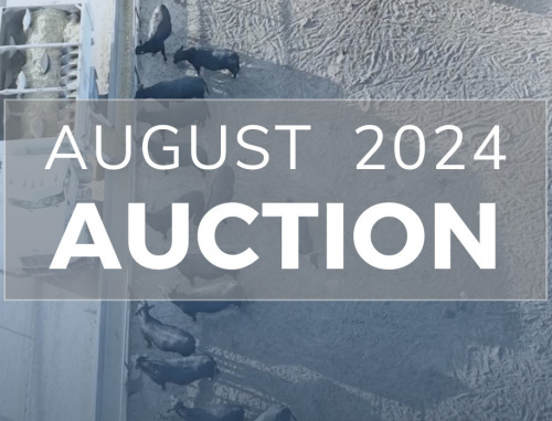 August DairyX, Holstein and Native Auction