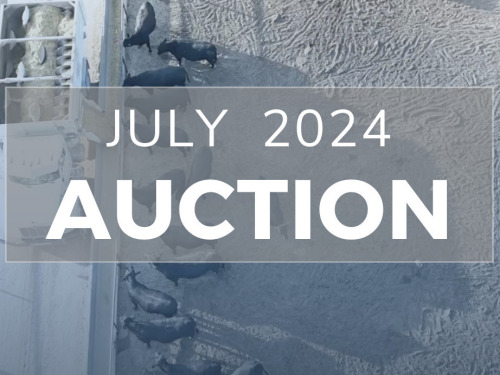 July DairyX, Holstein and Native Auction