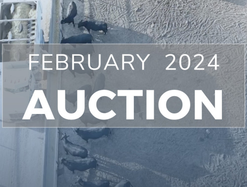 February Beef on Dairy Sale