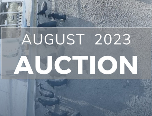 August Beef on Dairy Sale