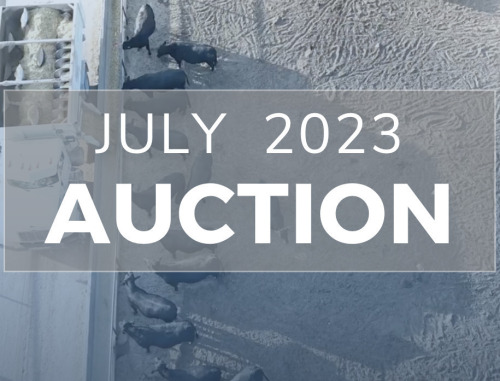 July Beef on Dairy Sale