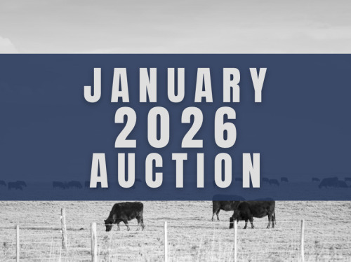 January DairyX, Holstein and Native Auction- 16,650 Head