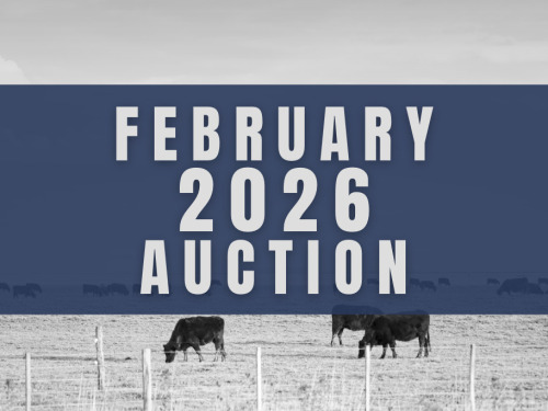 February DairyX, Holstein and Native Auction - 19,000 Head