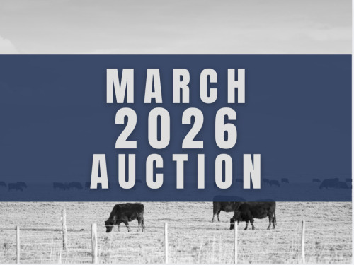 March DairyX, Holstein and Native Auction - 12,000 Head