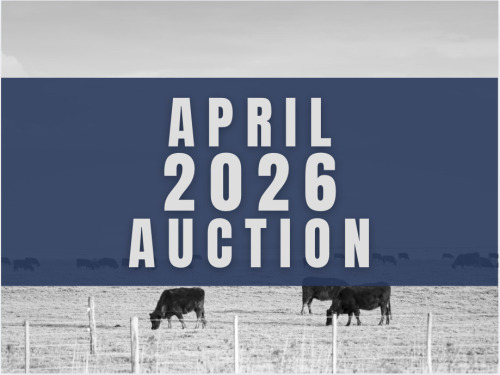April DairyX, Holstein and Native Auction - 15,600 Head