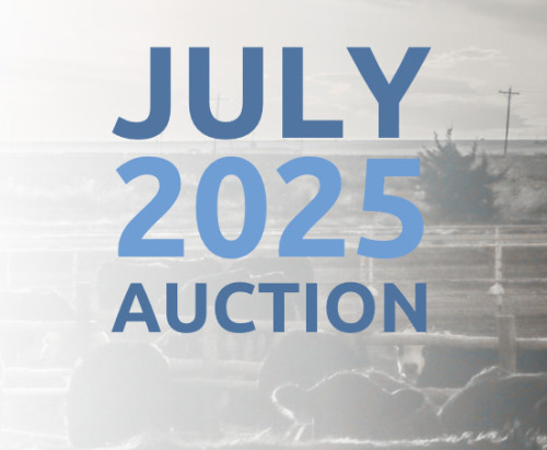 July DairyX, Holstein and Native Auction