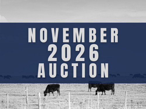 November DairyX, Holstein and Native Auction