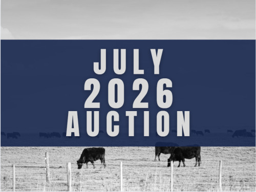 July DairyX, Holstein and Native Auction- 16,500 Head