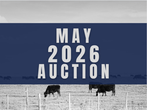 May DairyX, Holstein and Native Auction- 13,500 Head