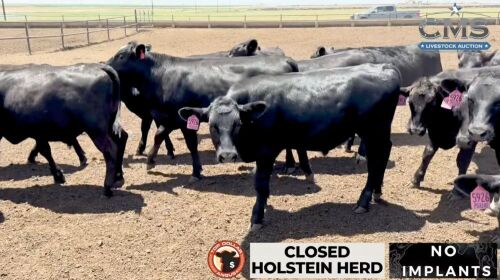 2 Loads of TD & ABS Infocus Angus Bulls X Holstein Cows