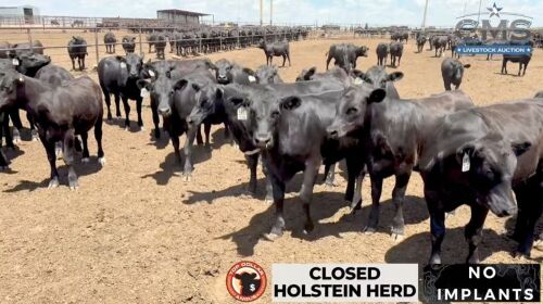 2 Loads of TD & ABS Infocus Angus Bulls X Holstein Cows